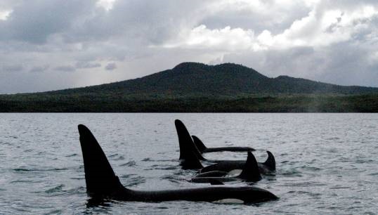 Image:A pod of Orca off Rangitoto Island in Auckland, part of the Hauraki Gulf restricted zone in New Zealand where a shipping transit protocol is in place. The new Whale Chart is intended to assist with voyage planning to minimize the risk of ship strikes to whales and other cetaceans. Image: Wikimedia Commons