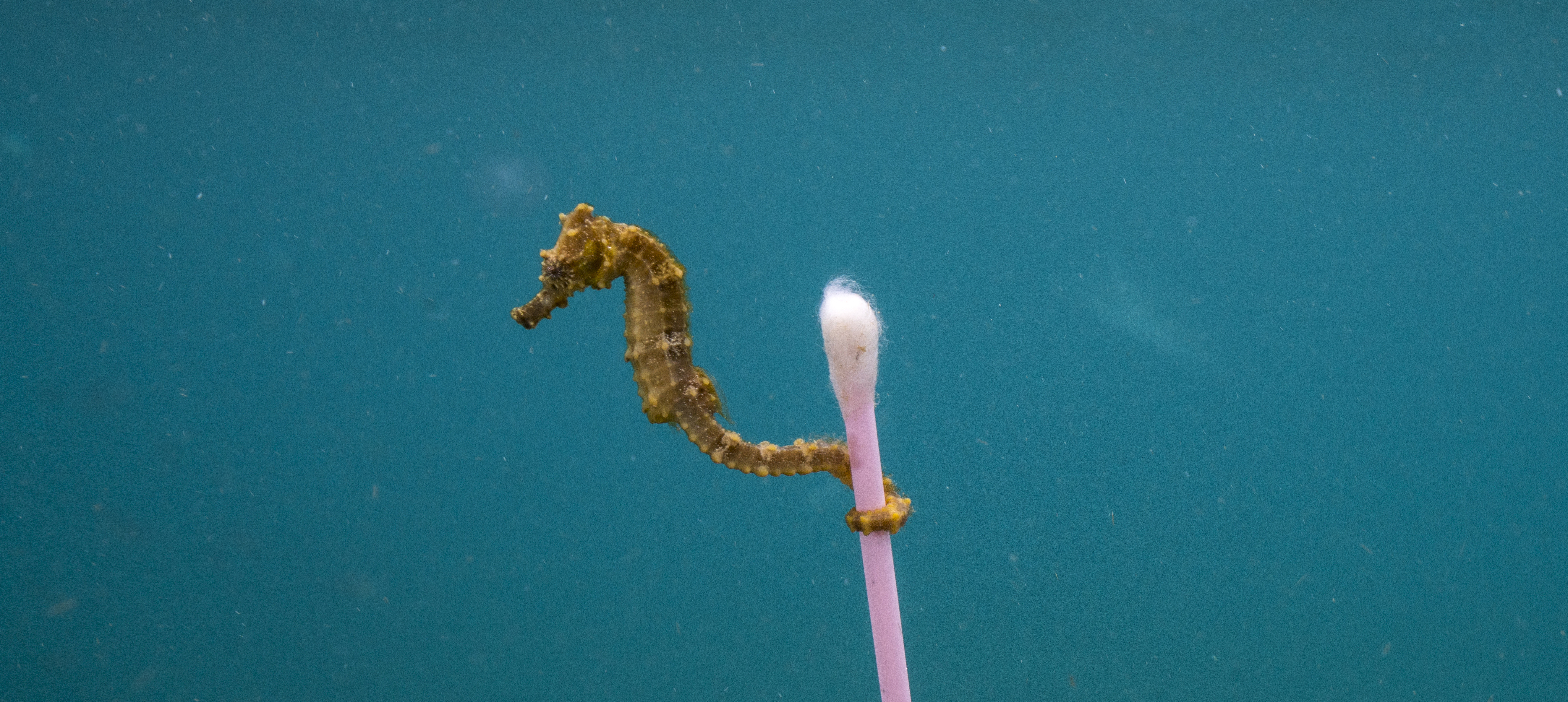 Image:Seahorses often like to cling onto small pieces of detritus to help them float, but sadly this one lives in such polluted waters that a plastic cotton bud seems a good option. Image: Justin Hofman