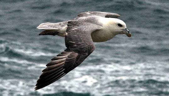 Image:The fulmar, a common sea bird in the northern oceans. Image: Buteo/Wikimedia Commons