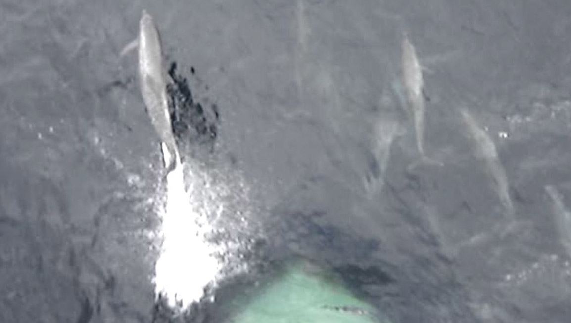 Image:Dolphins riding the bulbous bow in Nautilus member Brian Landry's video entry to the Nautilus/Inmarsat Photo Competition 2019.