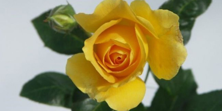 Image:The new Stella Maris Centenary rose.